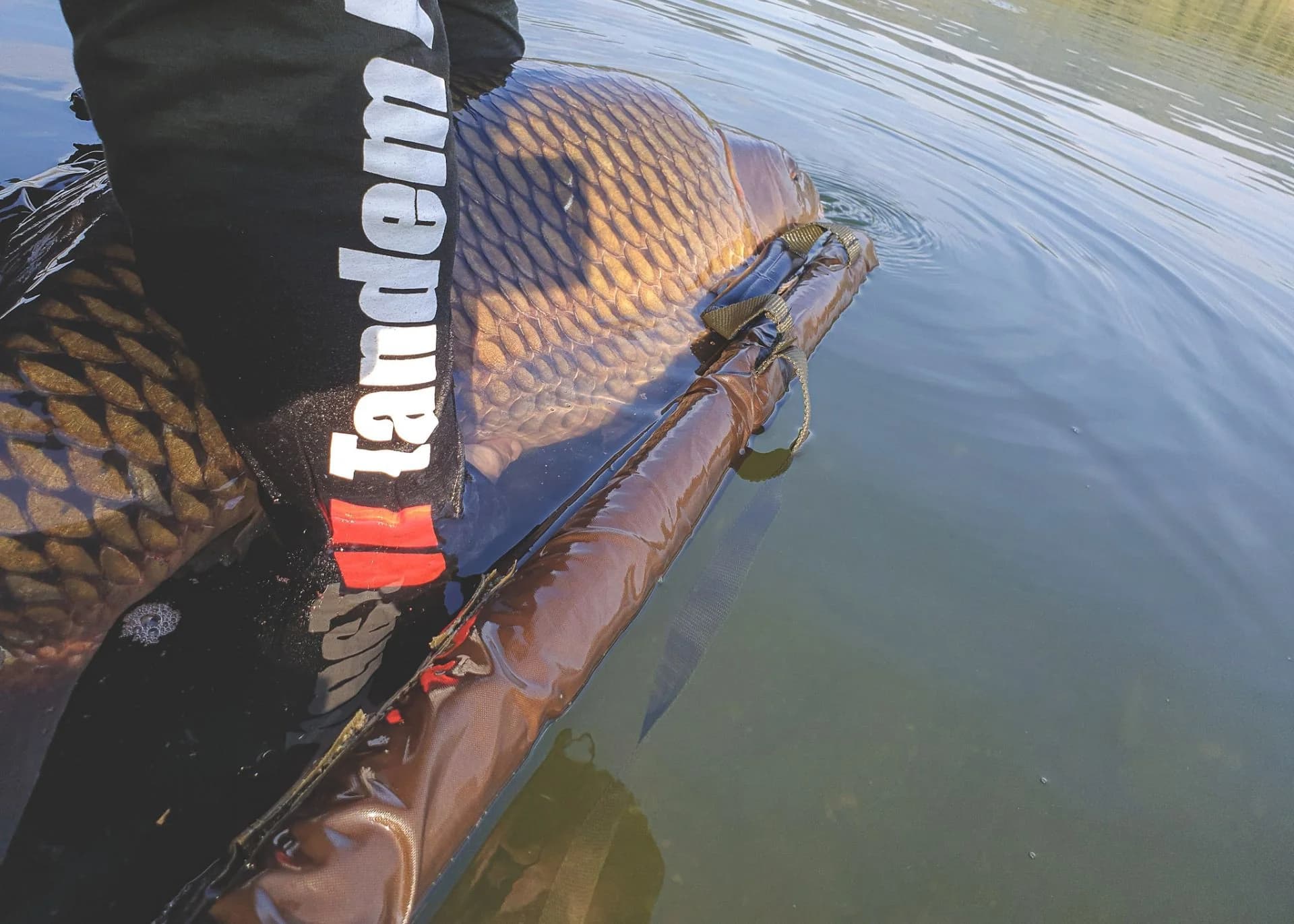 Carp Food Perfection Pop-Up 70g 3